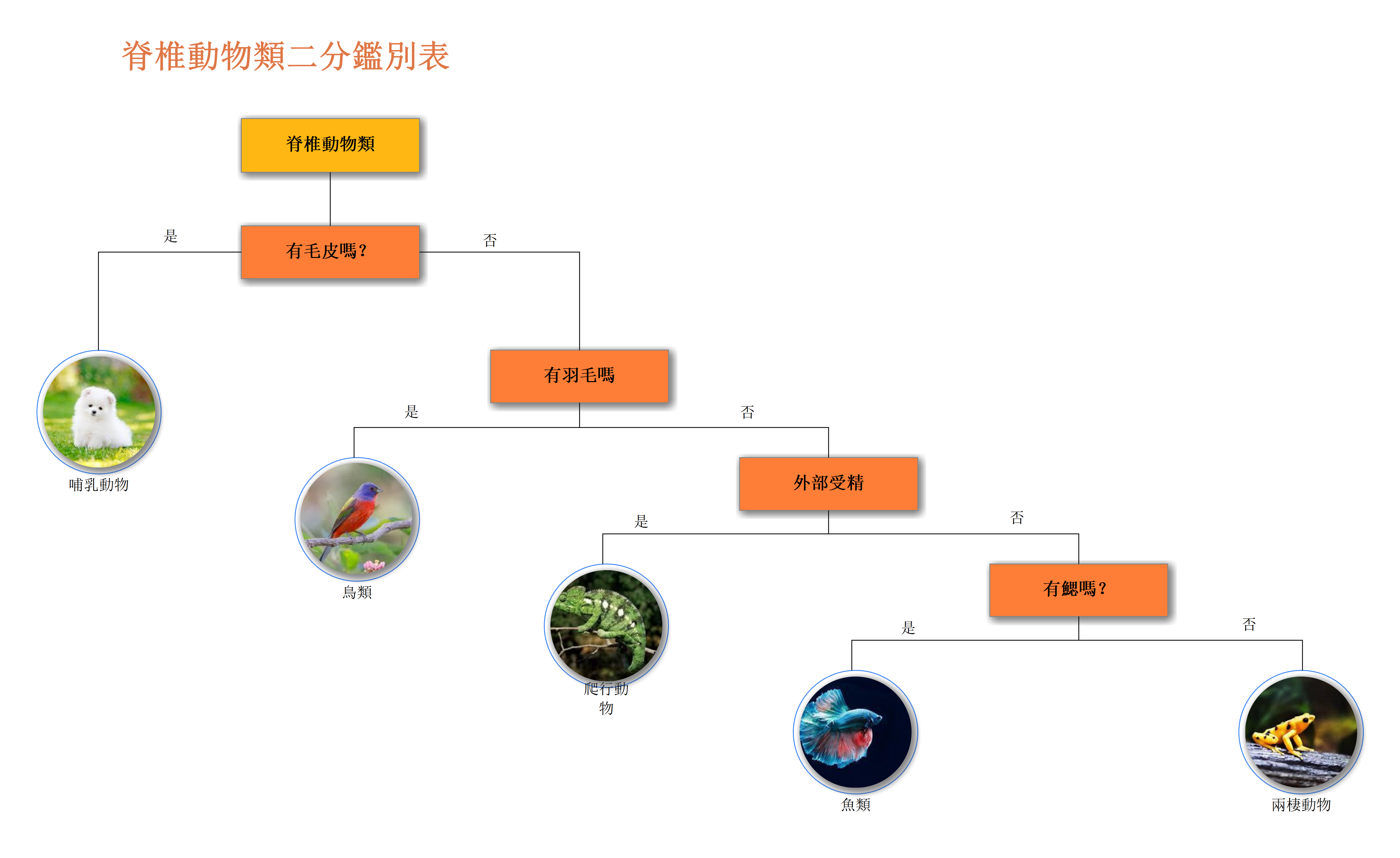 二歧式檢索表學習單-二歧式檢索表學習單