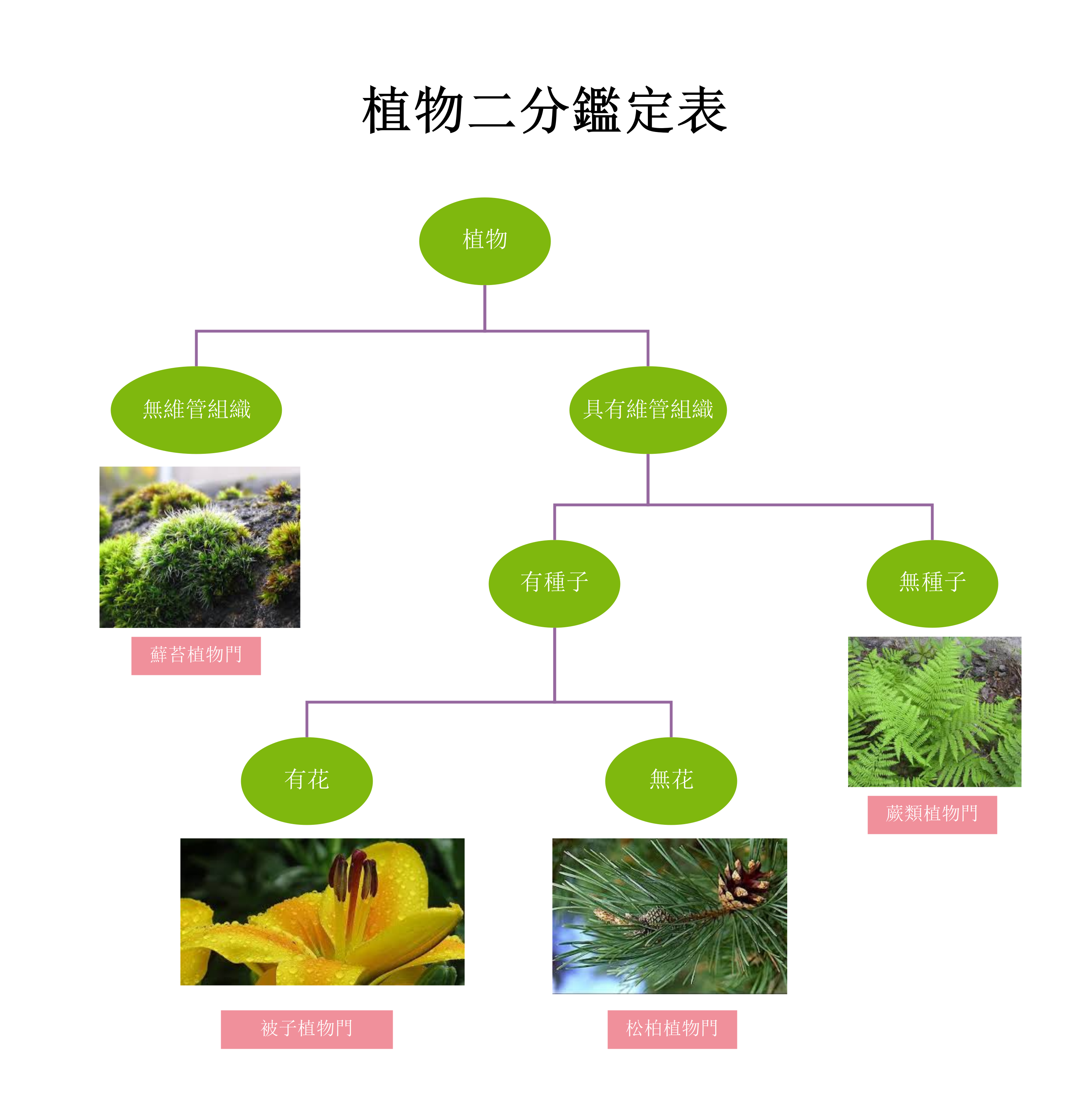 二歧式檢索表定義-團隊合作手冊