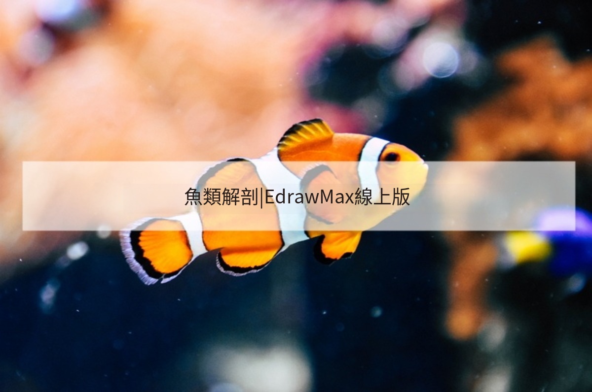 魚類解剖手繪圖-魚類基礎外型構造