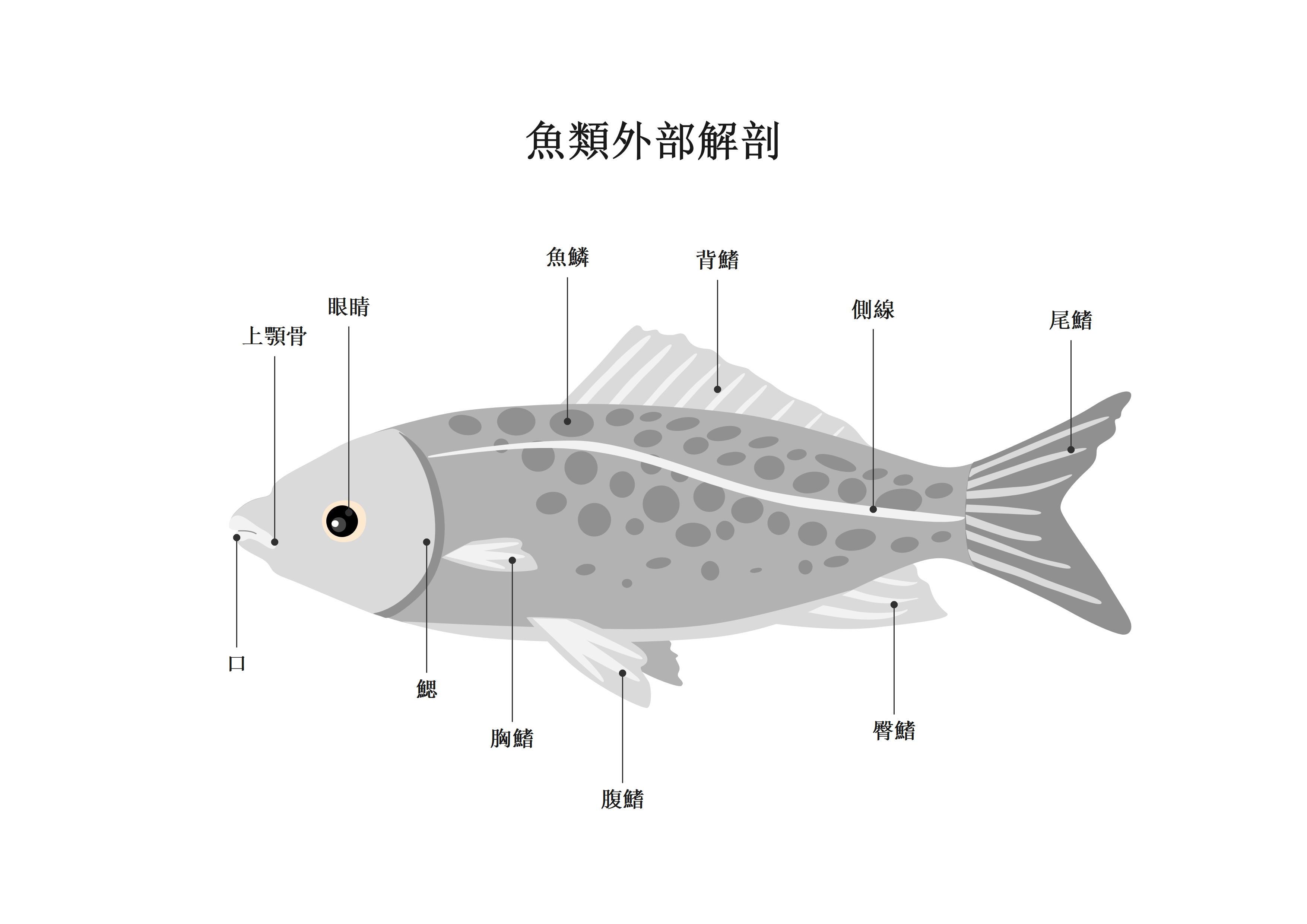 魚類解剖構造-魚類外部構造圖解