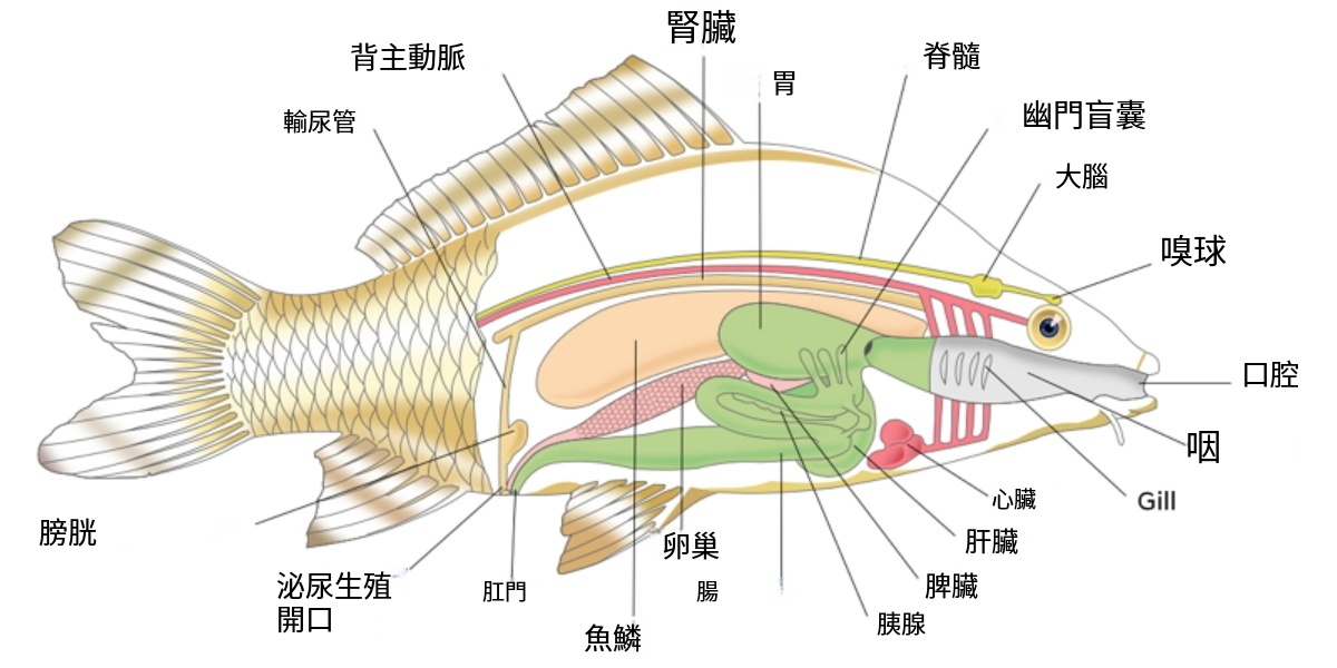 魚類解剖手繪圖-魚類內臟解剖圖
