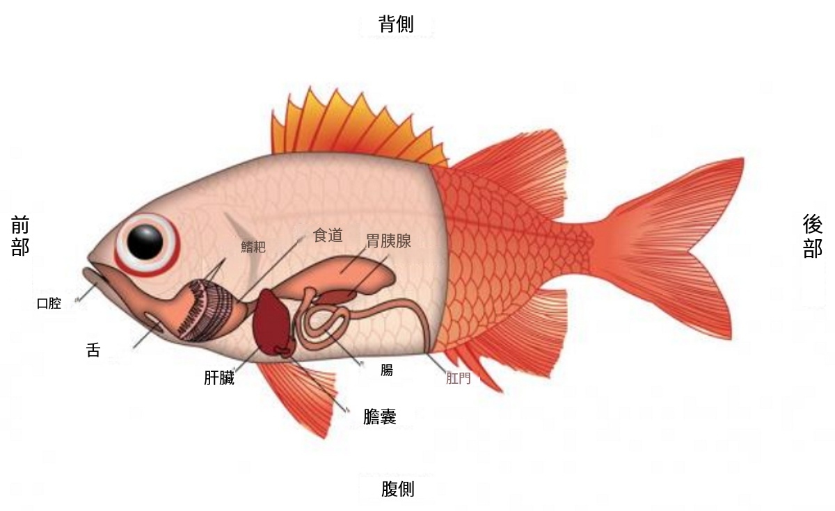 魚類解剖構造-魚類生殖構造示意圖