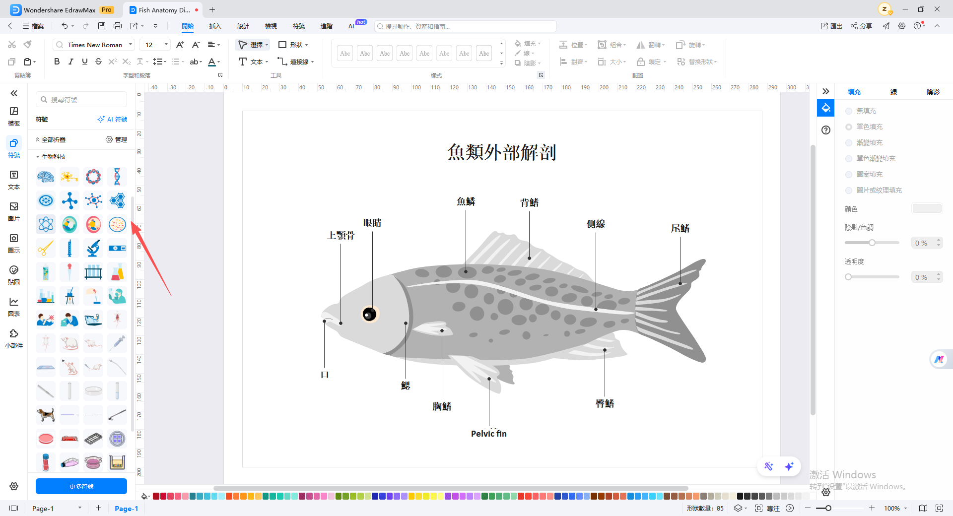 魚類解剖構造-線上繪製魚類圖表第三步