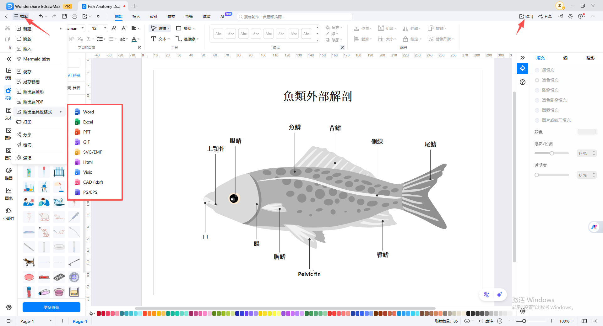 魚類解剖手繪圖-線上繪製魚類圖表第四步