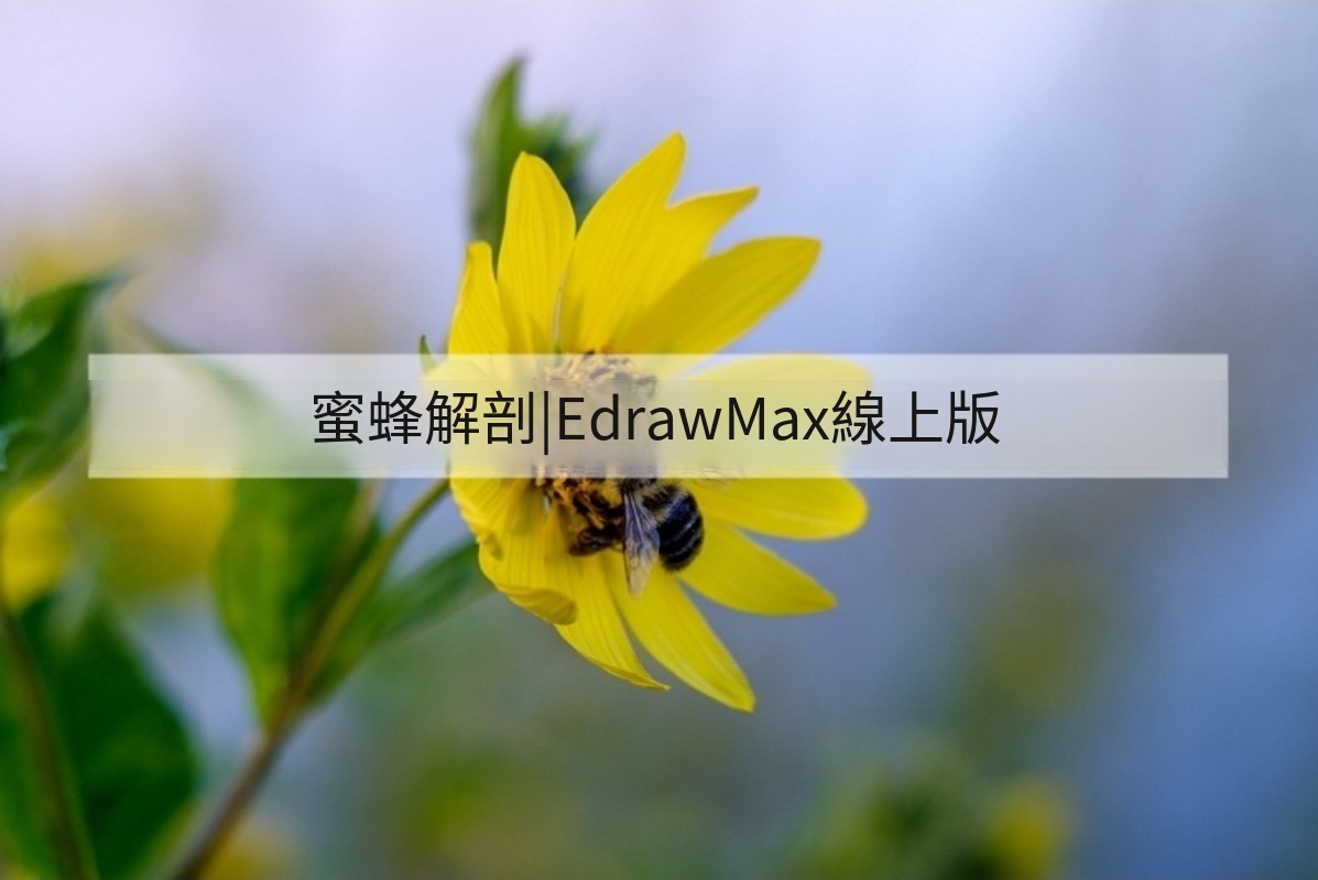 蜜蜂解剖手繪圖-蜜蜂外型構造圖