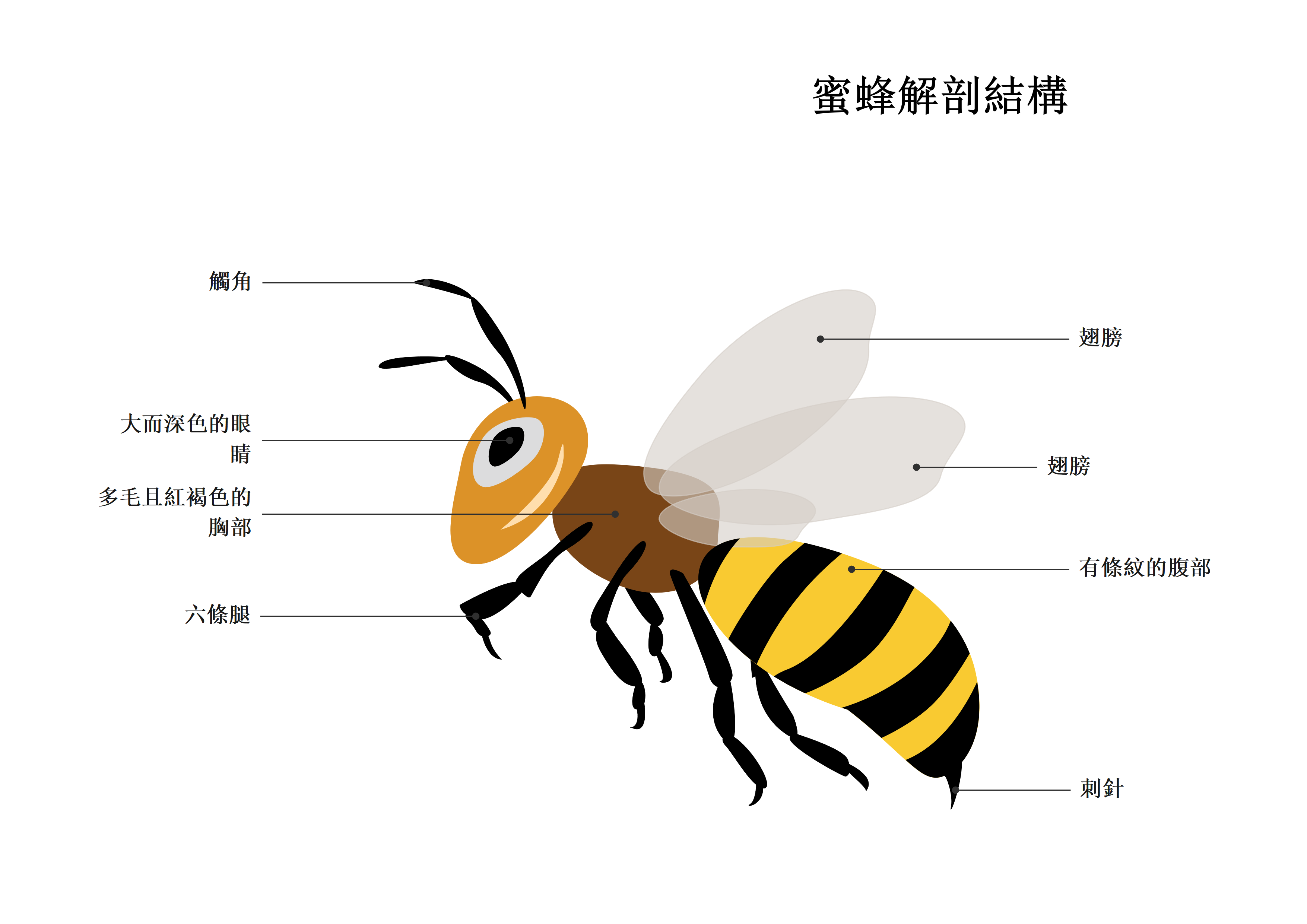 蜜蜂解剖構造-蜜蜂解剖完整圖解