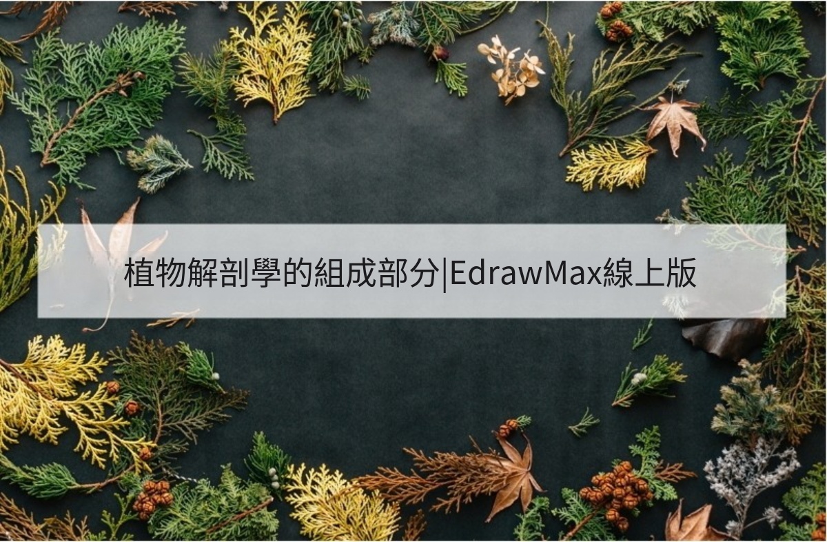 植物的構造,兒童版植物構造 -植物基礎構造圖