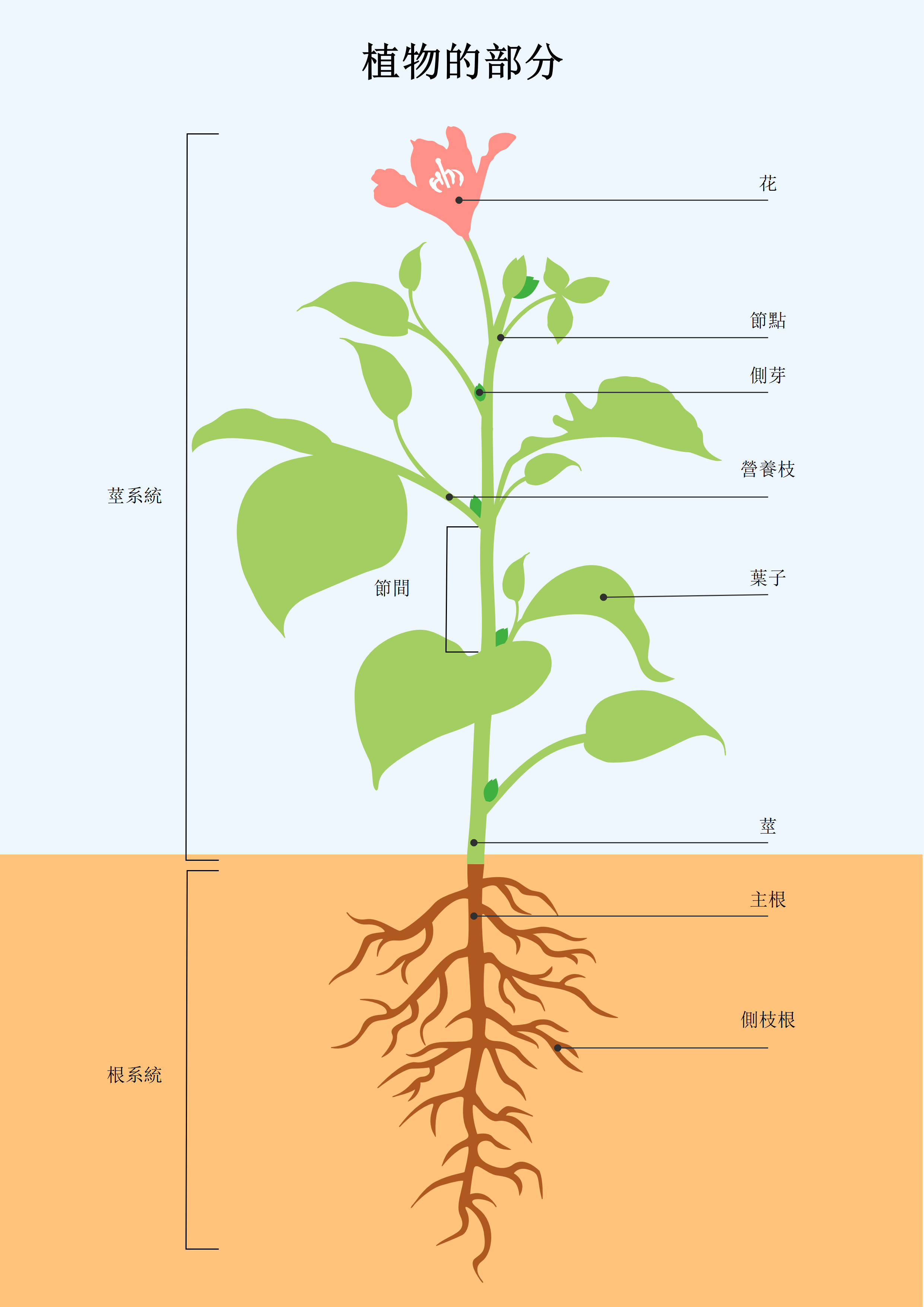 植物的構造，兒童版植物構造 -植物部位分解圖