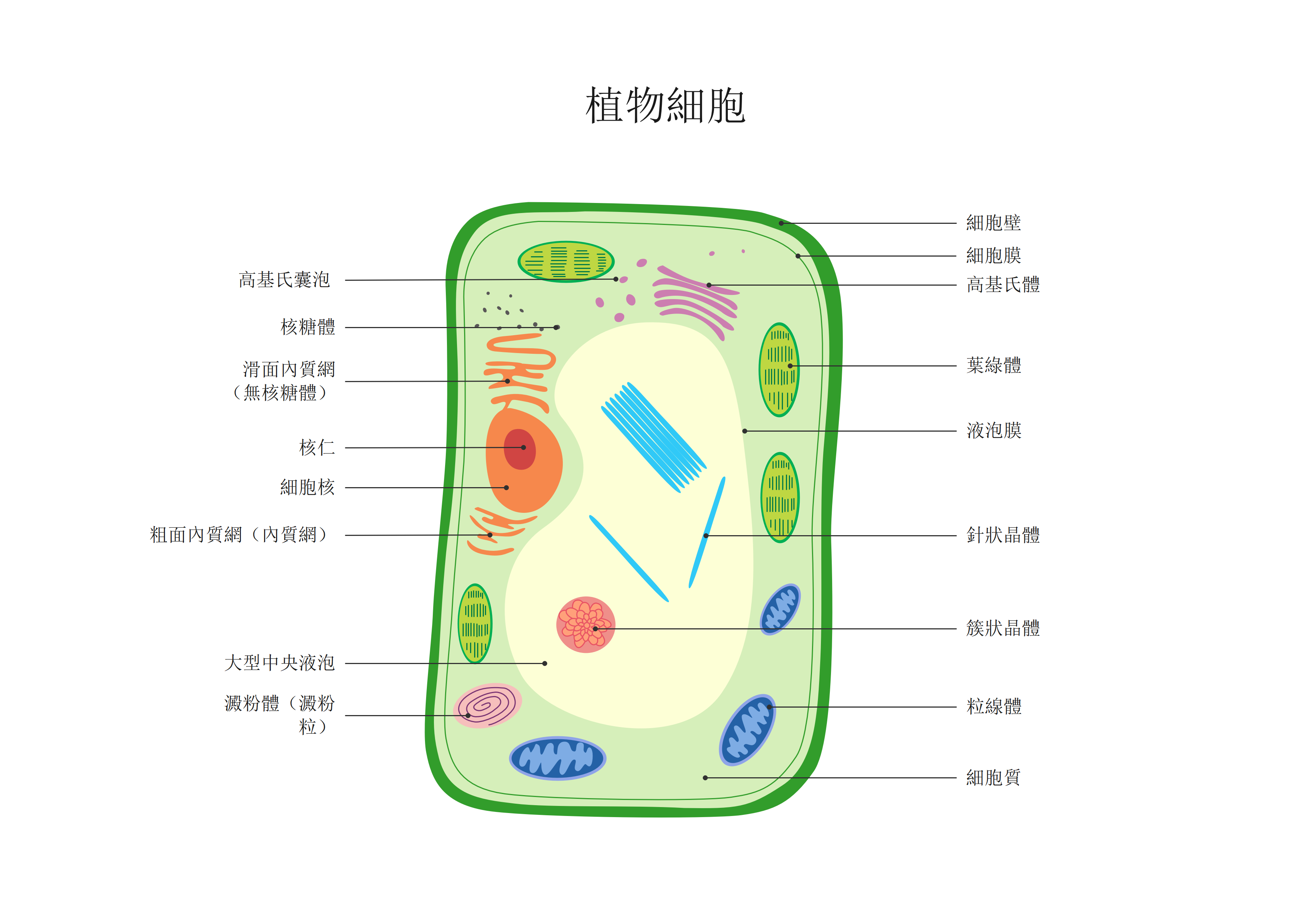 植物細胞構造圖-植物細胞圖解