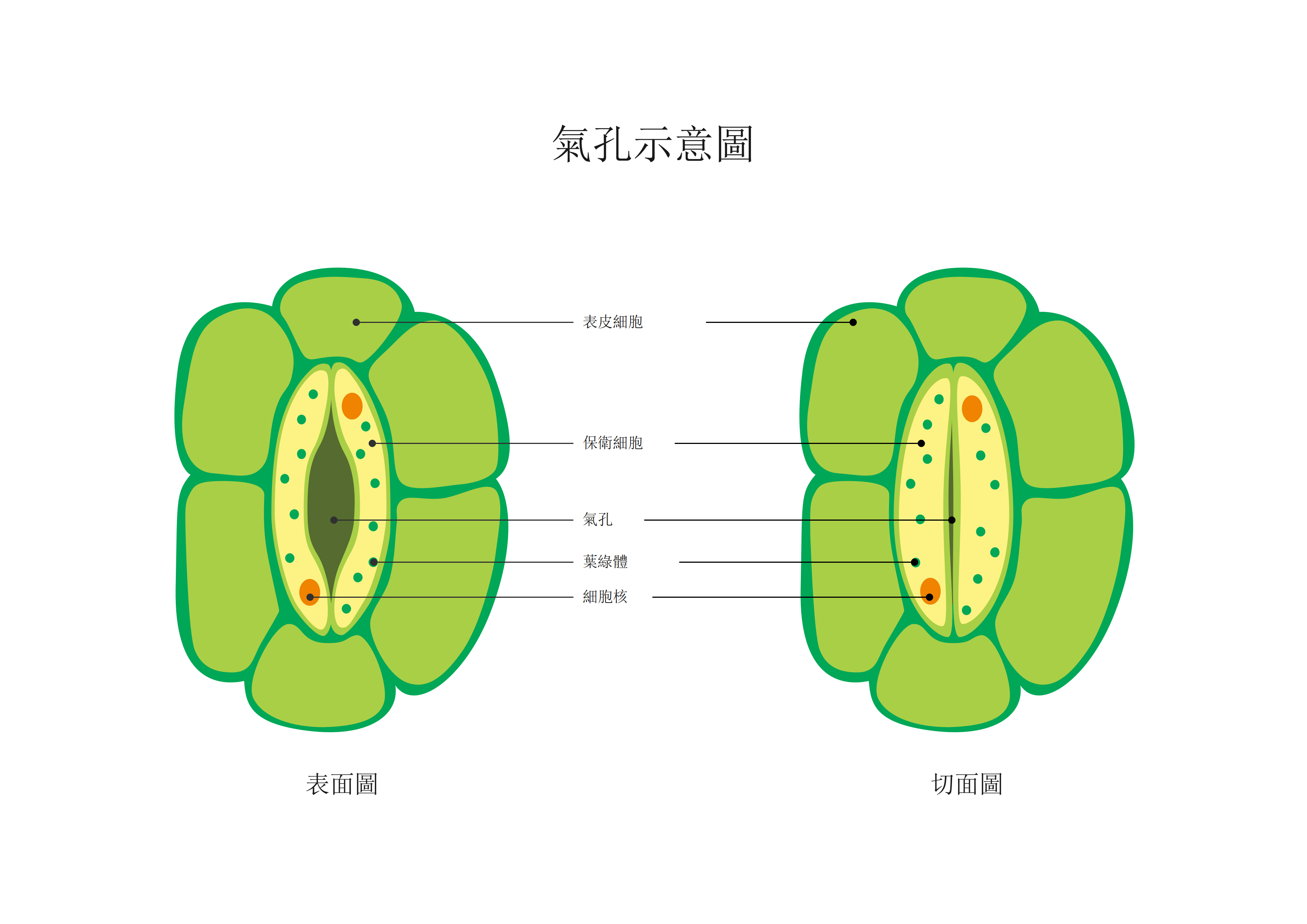 氣孔構造圖-氣孔解剖示意圖