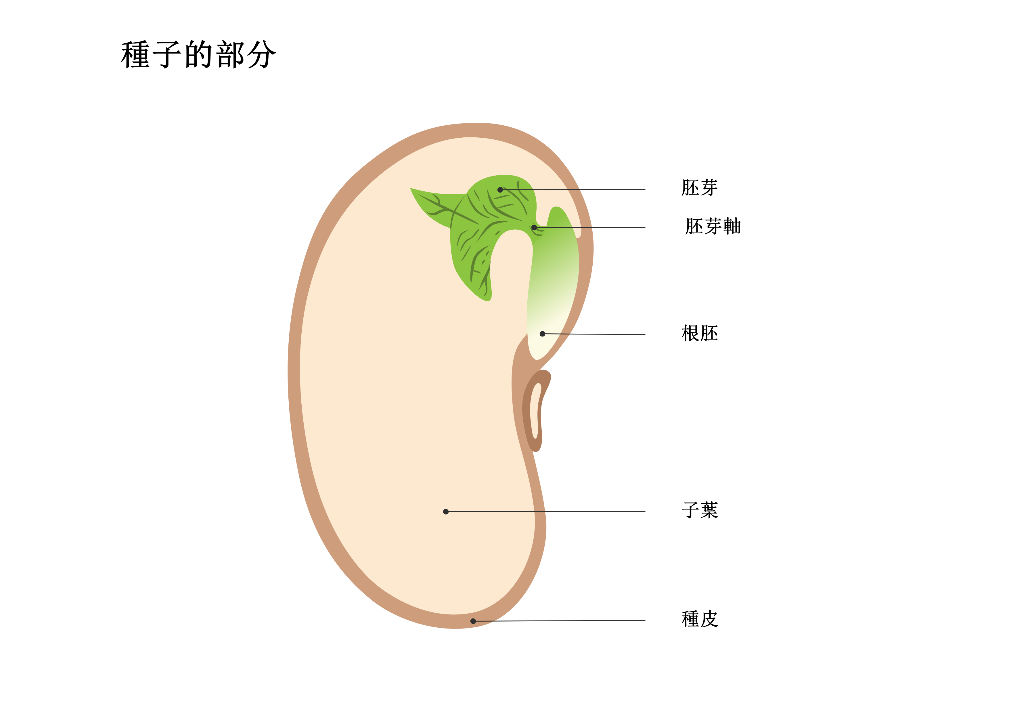 種子構造圖-種子剖面分解圖