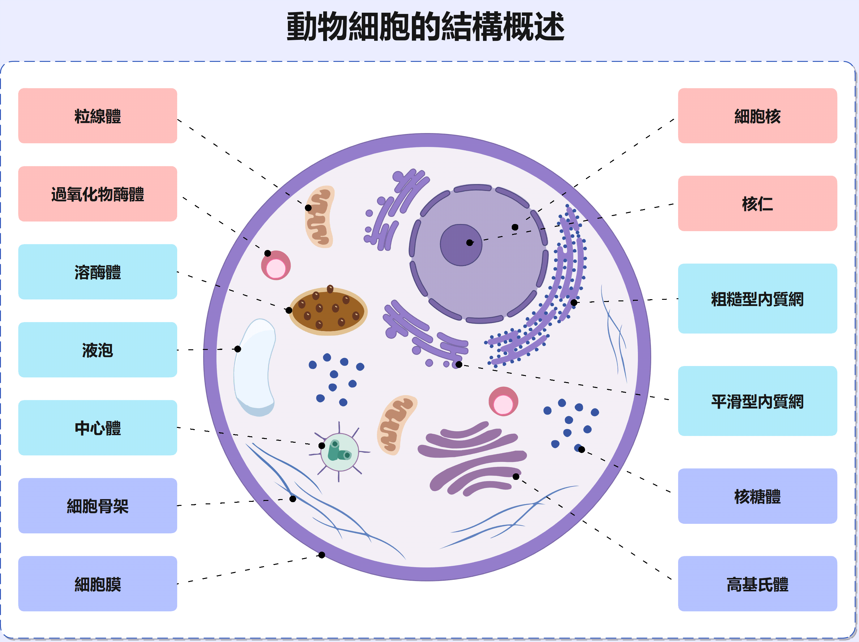 動物細胞構造圖-动物细胞图解动态视图