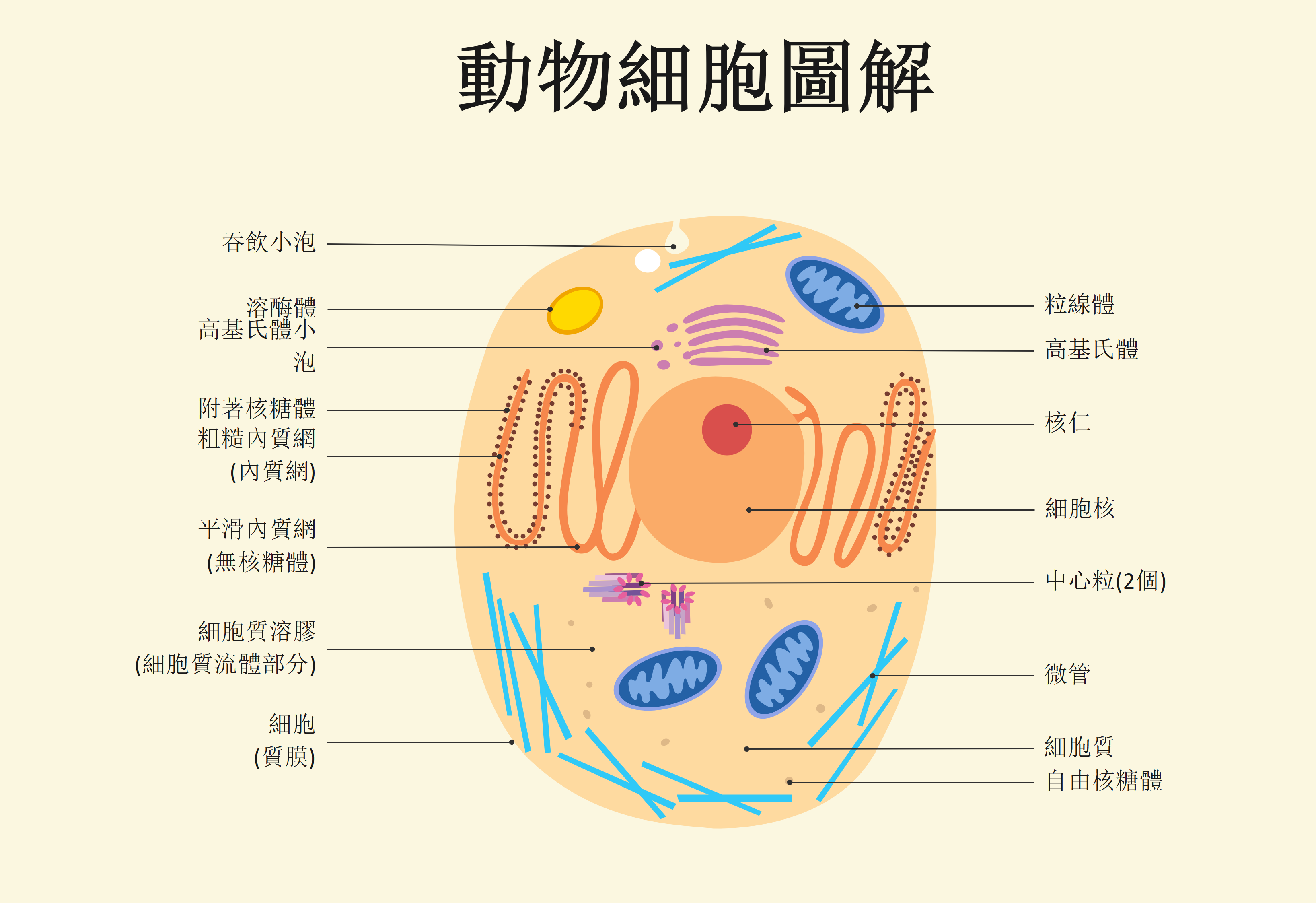 動物細胞構造圖-动物细胞的细胞器结构上的相互关系