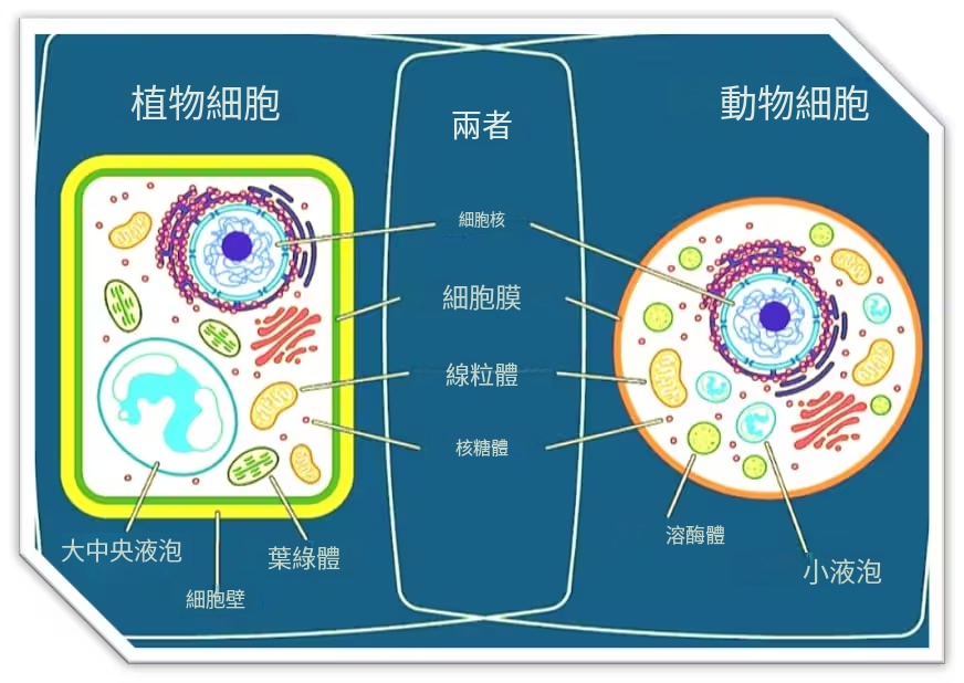 動物細胞構造圖-植物细胞与动物细胞细胞器对比