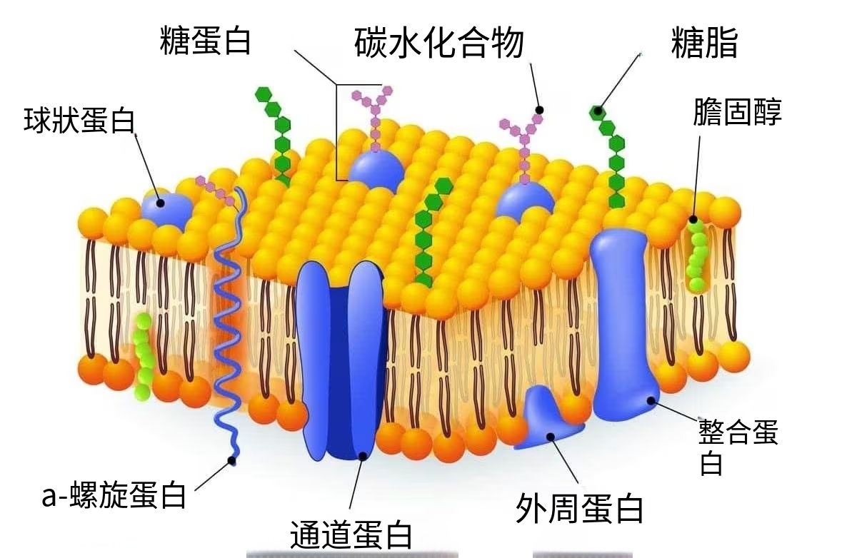 動物細胞構造圖-細胞膜保護屏障的結構