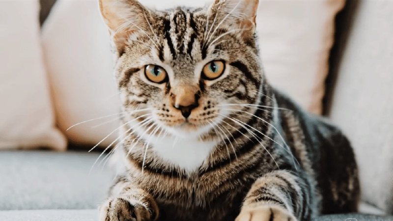 AI 圖像轉影片示例